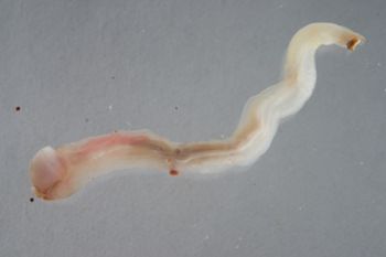 Media type: image; Malacology 383273